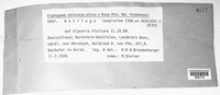 Ustilago filiformis image